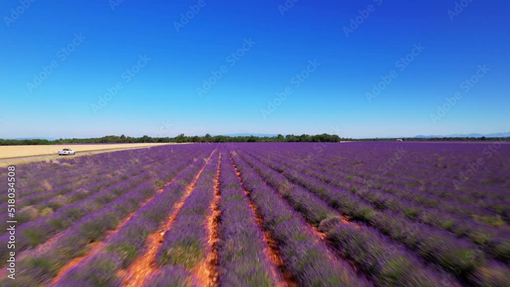 Low-flying flight over the lavender fields in bloom along the departmental road 11 south of Riez Low-flying flight over the lavender fields in bloom along the departmental road 11 south of Riez