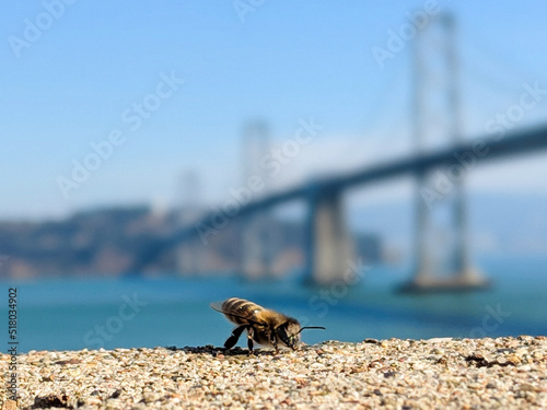 Photography save the bees