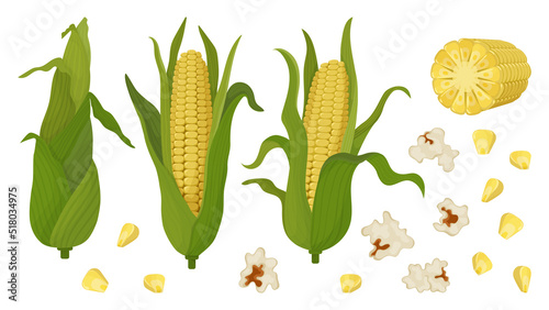 Corn big set of cobs and grains. Popcorn and green corn on the cob. For product packaging and advertising