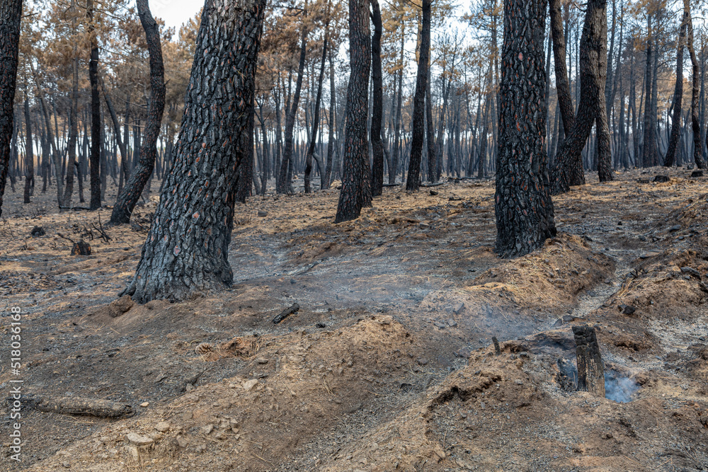 Smoldering embers and soil without vegetation in a pine forest after a fire, Sierra de la Culebra, Zamora, Spain. Smoldering embers and soil without vegetation in a pine forest after a fire, Sierra de la Culebra, Zamora, Spain.