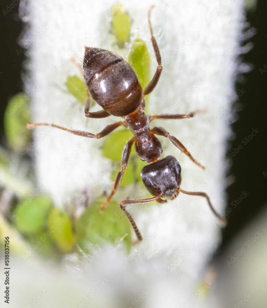 An ant grazes aphids on a tree leaf.
