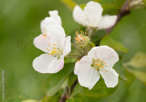 Flowers on an apple tree in spring. © schankz