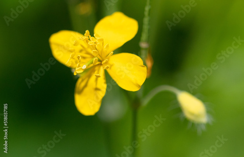 Fototapeta Naklejka Na Ścianę i Meble -  Small yellow flowers in nature.