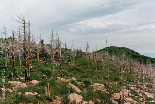 High mountains of Russia, Mount Falaza with trees broken by the wind, forest after a fire photo