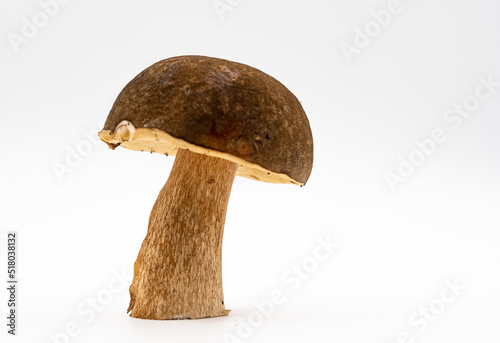 Beautiful fresh porcini mushrooms on white background isolated season healthy food