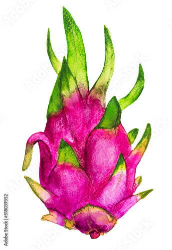 Pitahaya or pitaya Dragon fruit Hand-drawn watercolor Illustration