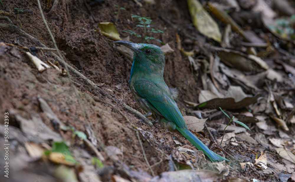 Obraz premium Blue-bearded Bee-eater (Nyctyornis athertoni) Green body, black curved mouth, forehead and crown turquoise The fur is long from the neck to the blue chest.