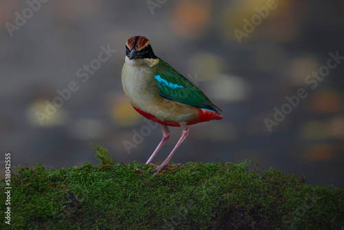animal, background, beautiful, beautiful colorful, blue, bright, color, colorful, conservation, dark, fairy pitta, feather, feathers, forest, freedom,  great, green, illustration, line close up, lovel photo
