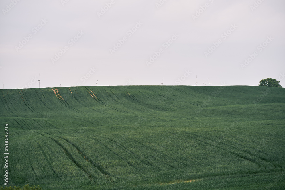 Green fields on the hill. Landscape of the green agricultural crops with cloudy sky above.