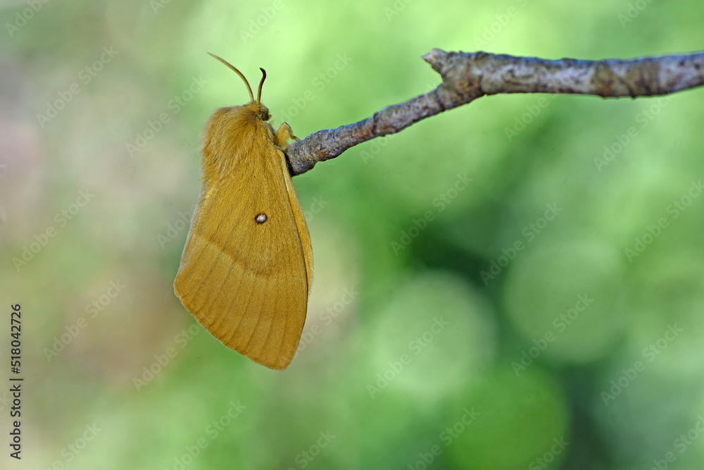 Eichenspinner oder Quittenvogel (Lasiocampa quercus)