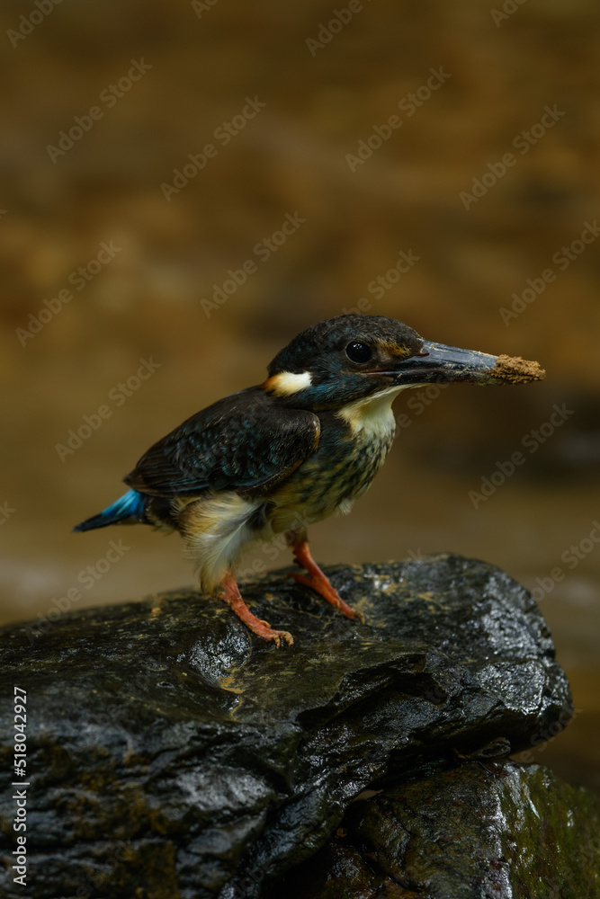 Blue-banded Kingfisher standing on stone flowing streams rivers in primary rainforest. Blue-banded Kingfisher standing on stone flowing streams rivers in primary rainforest.