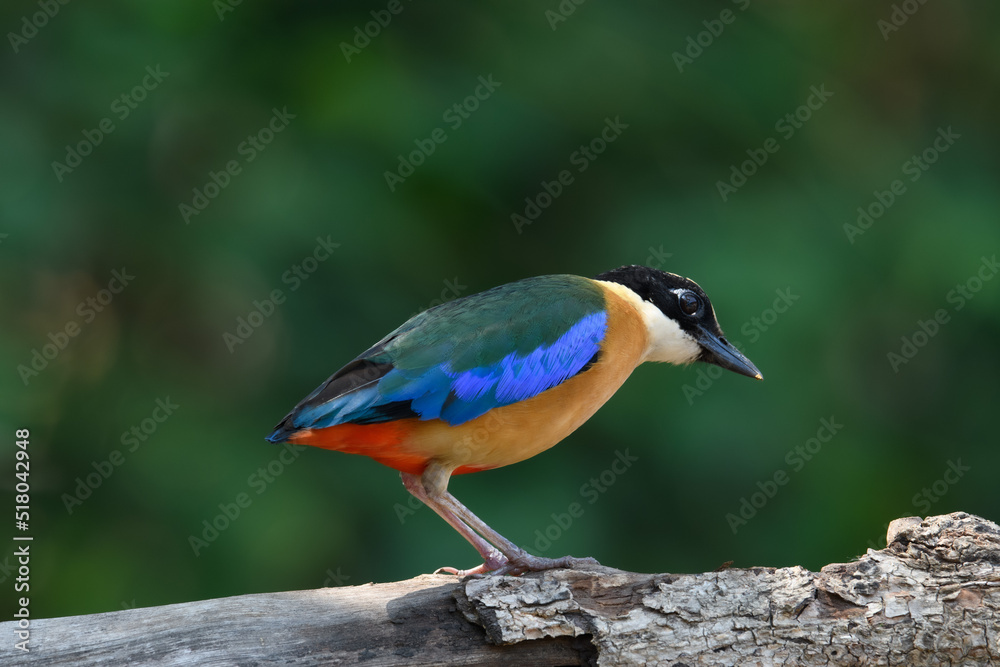 Blue-winged Pitta (Pitta moluccensis) sticking to branches for food.