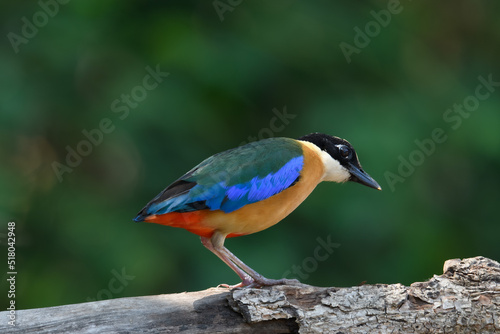 Blue-winged Pitta (Pitta moluccensis) sticking to branches for food. © Pluto Mc