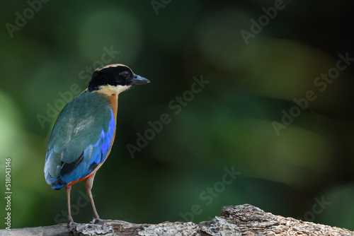 Blue-winged Pitta (Pitta moluccensis) sticking to branches for food. © Pluto Mc