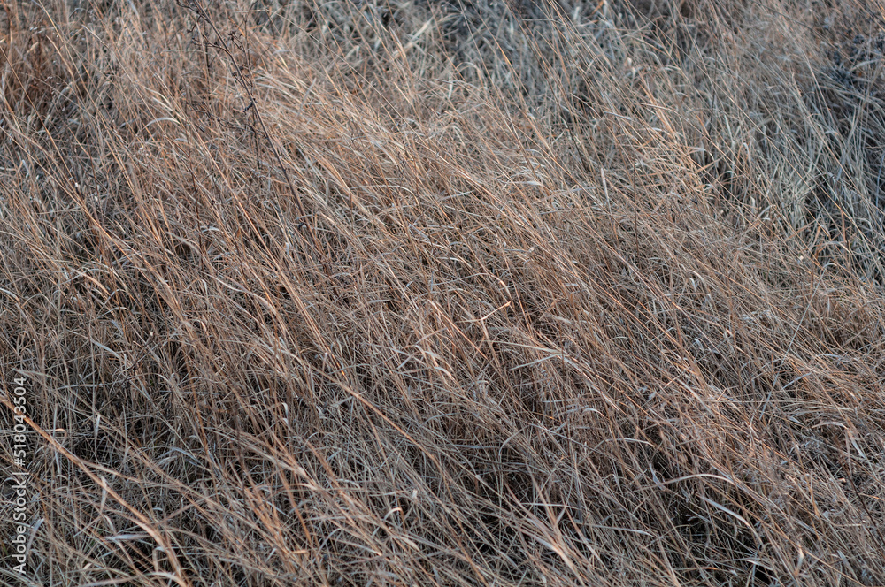 Fototapeta premium Background of dry yellowed grass with seeds close up.