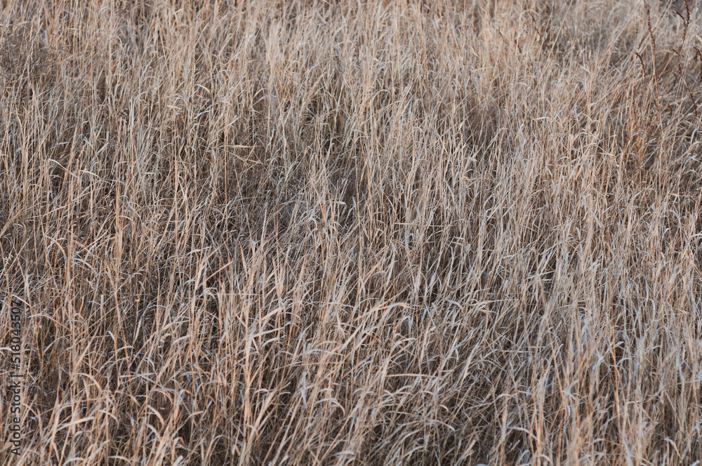 Background of dry yellowed grass with seeds close up. Background of dry yellowed grass with seeds close up.