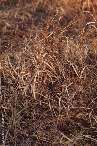 Background of dry yellowed grass with seeds close up.