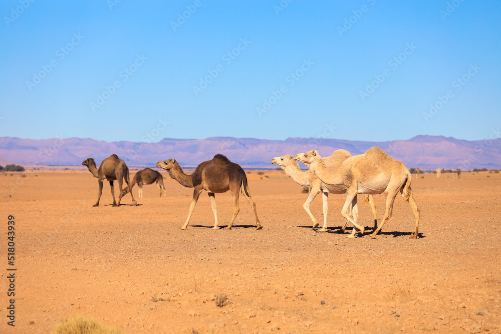 Wild Camels among the dry Orange Sands of the Sahara desert, Algeria - obrazy, fototapety, plakaty 
