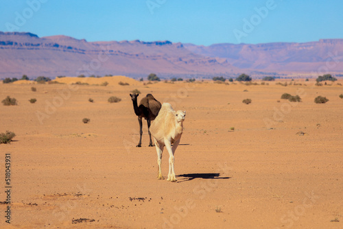 Wild Camels among the dry Orange Sands of the Sahara desert  Algeria