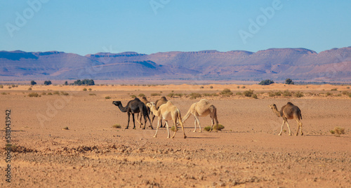 Wild Camels among the dry Orange Sands of the Sahara desert, Algeria © Dave