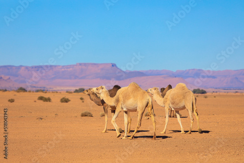 Wild Camels among the dry Orange Sands of the Sahara desert, Algeria
