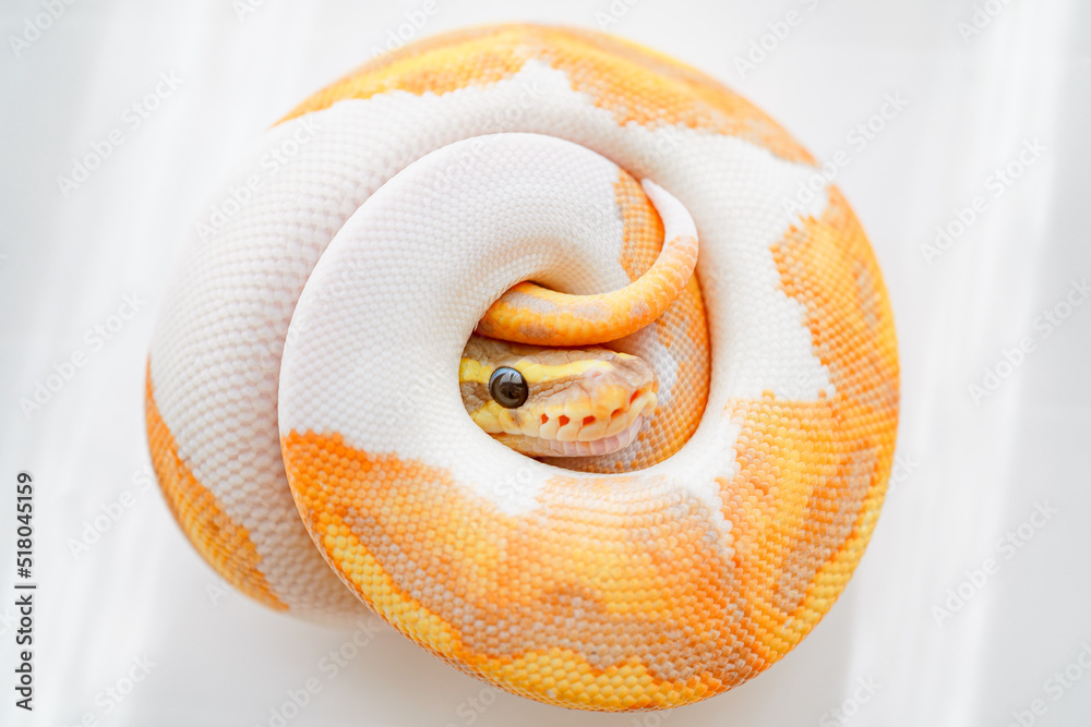 CG Banana Pied Ball Python Snake - obrazy, fototapety, plakaty 