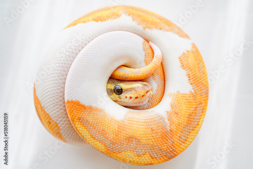 Bild auf Leinwand CG Banana Pied Ball Python Snake