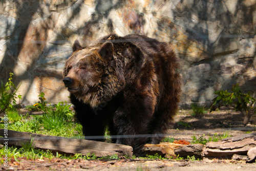 Close-up of a large brown bear in the wild.