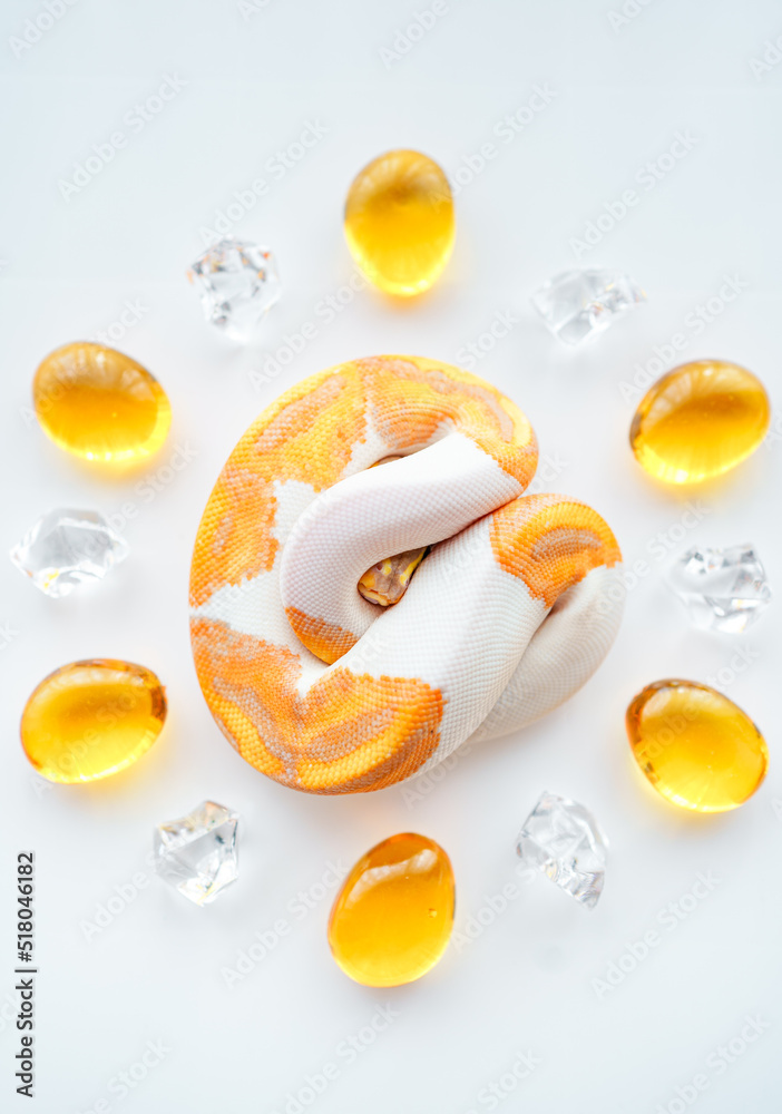 CG Banana Pied Ball Python Snake CG Banana Pied Ball Python Snake