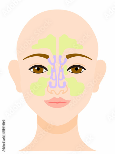 鼻の構造、断面を図解／Illustrate the structure and cross section of the nose