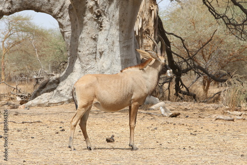Roan antelope (Hippotragus equinus) in Bandia reserve, Senegal, Africa. African animal. Group of roan antelope (Hippotragus equinus). Safari in Africa, Bandia reserve. Senegalese nature, landscape