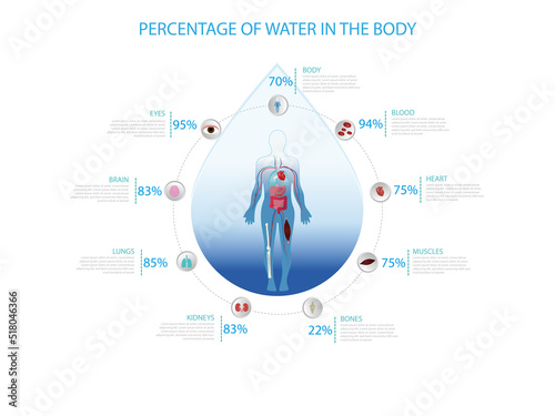 Percentage of water in the human body.infographic with the percentage of each of the parts along with its icon.