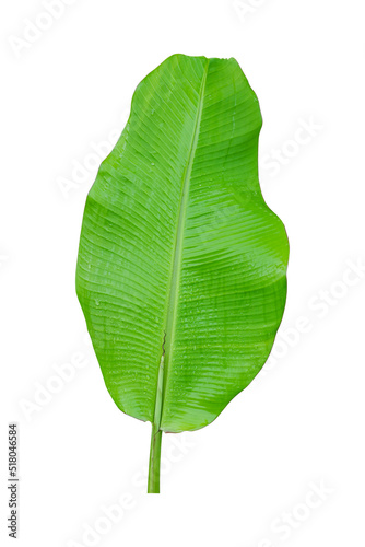 Banana leaf with raindrops isolated on white background included clipping path.