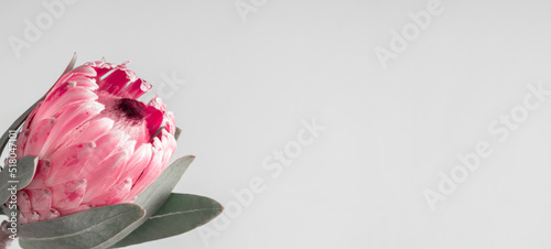 Protea flower bunch. Blooming pink protea plant on grey background. Beautiful macro flower.