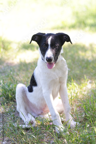  black and white cute puppy closeup photo with human hands on green grass background