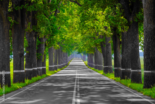 Straight road amidst green trees