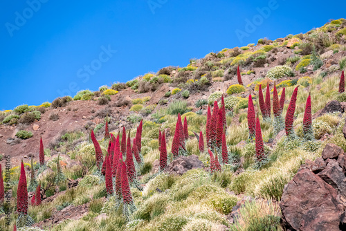 Field of exotic red flowers Tajinaste. Growing near volcano Pico del Teide, Mount El Teide National Park, Tenerife, Canary Islands, Spain, Europe. Volcanic landscape. Hiking trail on sunny summer day photo