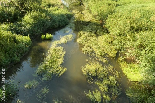 Wassergrass am Bach