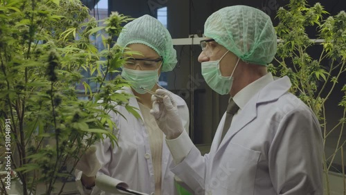 Cannabis Sativa or Cannabis Indica medical plant farming agriculture with scientist working hemp flower bud research for medicine 4k high quality video footage