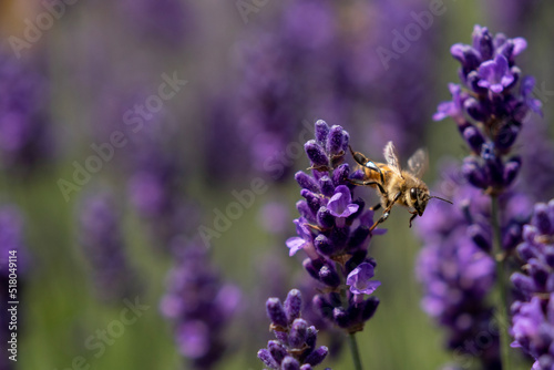 bee on lavender