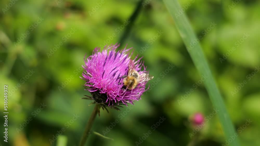 4k video with some bee flies insects on a pink flower inside a forest. Insect filming details. 4k video with some bee flies insects on a pink flower inside a forest. Insect filming details.
