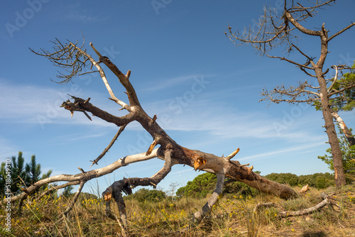 Fallen pine trees on coastal forest of Charente-Maritme  France western Atlantic coast