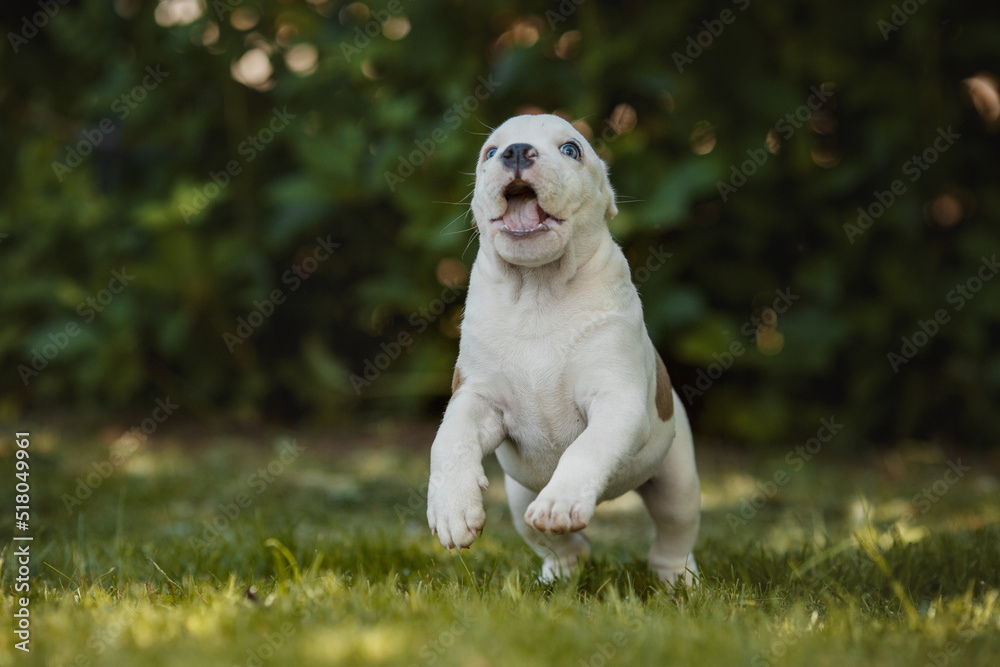 puppy american staffordshire terrier