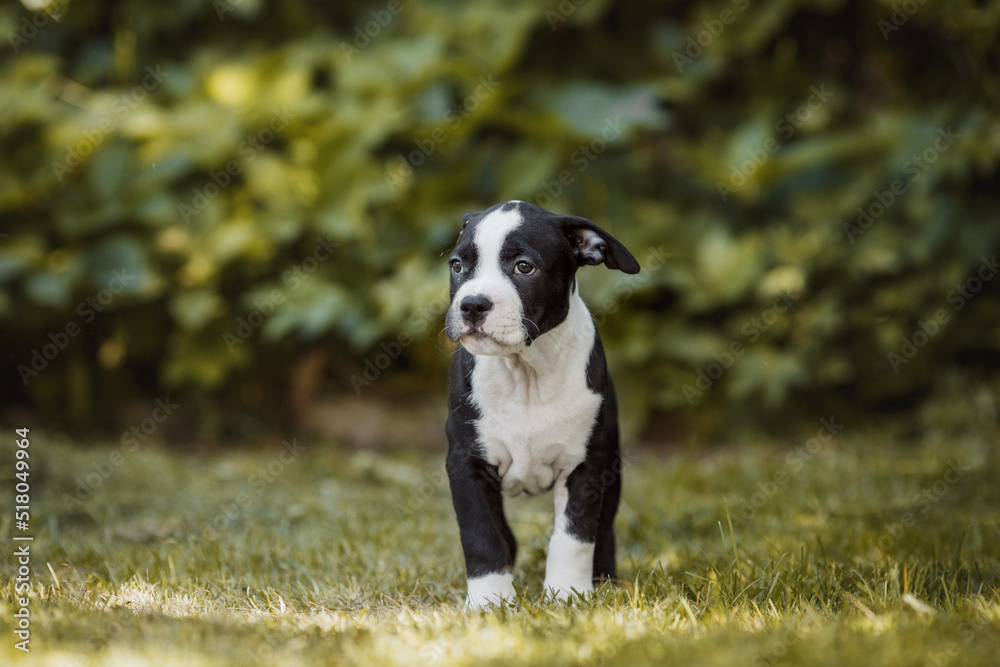 puppy american staffordshire terrier