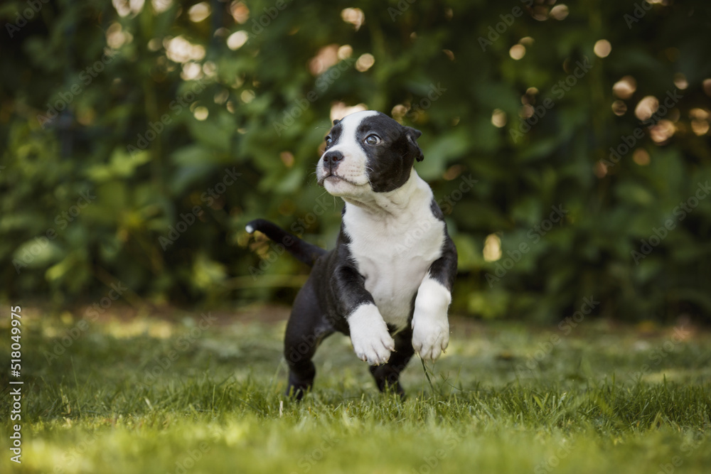 puppy american staffordshire terrier puppy american staffordshire terrier