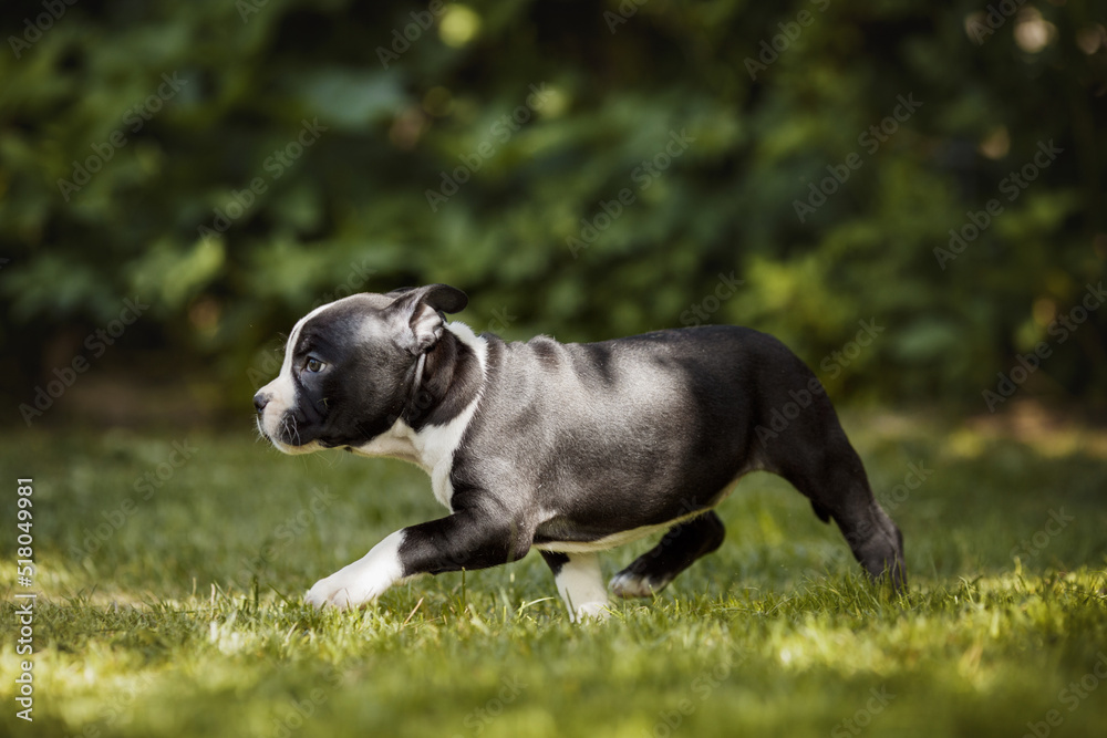 puppy american staffordshire terrier