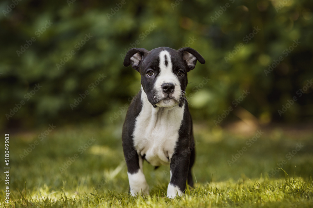 puppy american staffordshire terrier
