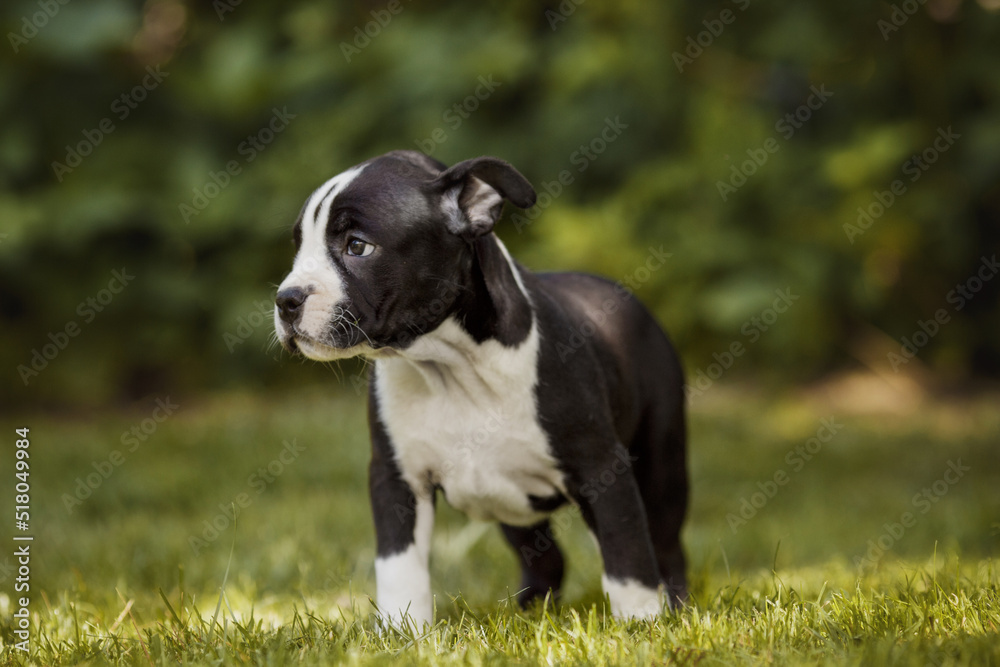 puppy american staffordshire terrier