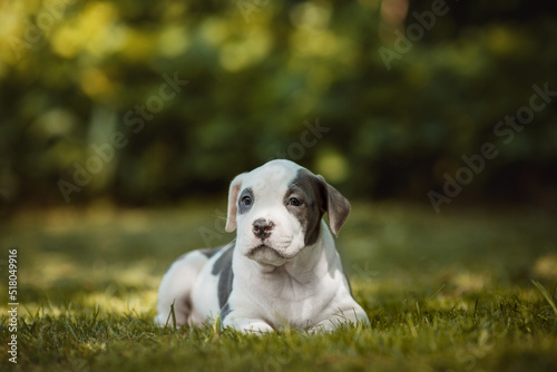 puppy american staffordshire terrier © Даша Швецова
