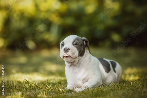 puppy american staffordshire terrier